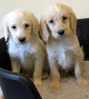 Schattige Labradoodles-puppy's beschikbaar - 1