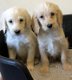 Schattige Labradoodles-puppy's beschikbaar - 1 - Thumbnail