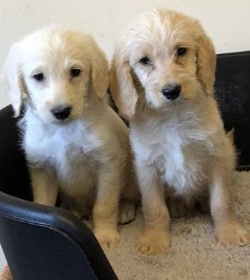 Schattige Labradoodles-puppy's beschikbaar