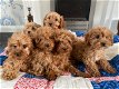 Cavapoo-puppy's te koop - 0 - Thumbnail