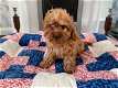 Cavapoo-puppy's te koop - 2 - Thumbnail