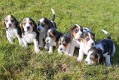 Mooie Beagle-puppy's te koop - 0 - Thumbnail