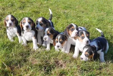 Mooie Beagle-puppy's te koop