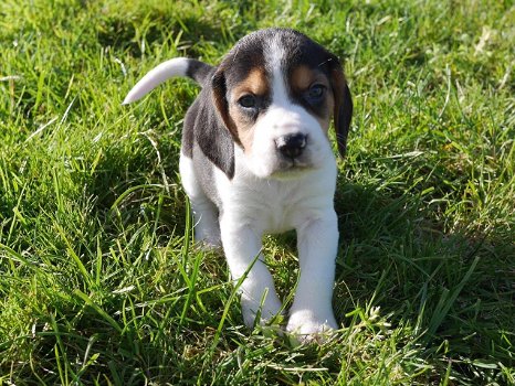 Mooie Beagle-puppy's te koop - 1