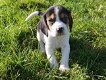 Mooie Beagle-puppy's te koop - 1 - Thumbnail