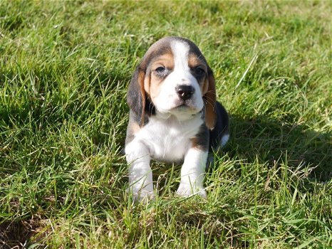 Mooie Beagle-puppy's te koop - 2