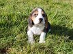 Mooie Beagle-puppy's te koop - 2 - Thumbnail