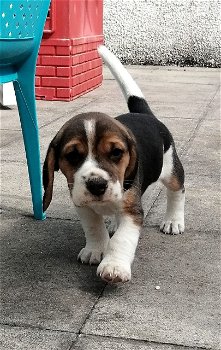 Mooie Beagle-puppy's te koop - 3