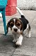 Mooie Beagle-puppy's te koop - 3 - Thumbnail