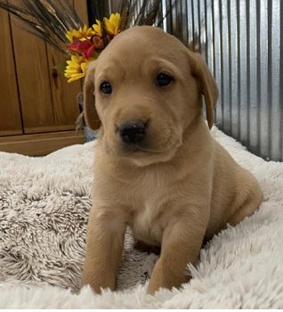 Labrador Retriever Puppies for sale - 0