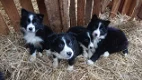 Border Collie-puppy's te koop - 0 - Thumbnail