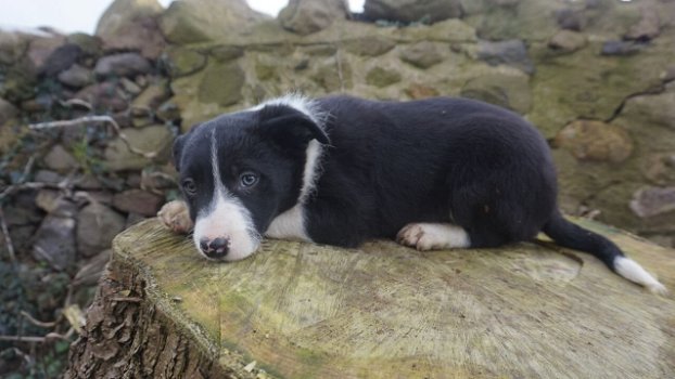 Border Collie-puppy's te koop - 1