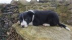 Border Collie-puppy's te koop - 1 - Thumbnail