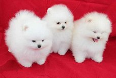 Mini Pommeren puppy's