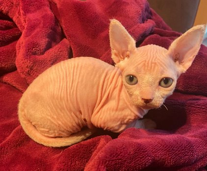 Mooie Sphynx Kittens te koop - 1