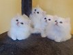 Perzische kittens te koop - 0 - Thumbnail