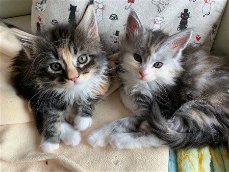 Mooie Maine Coon-kittens te koop - 0