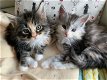 Mooie Maine Coon-kittens te koop - 0 - Thumbnail