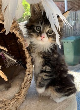 Mooie Maine Coon-kittens te koop - 1