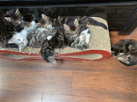 Mooie Maine Coon-kittens te koop - 2