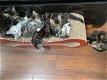 Mooie Maine Coon-kittens te koop - 2 - Thumbnail