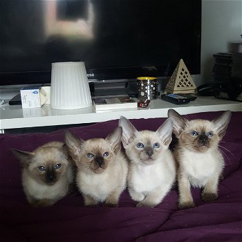 Siamese Kittens beschikbaar - 0
