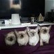 Siamese Kittens beschikbaar - 0 - Thumbnail