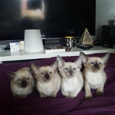 Siamese Kittens beschikbaar