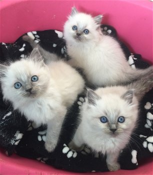 Verbluffende Ragdoll-kittens nu klaar - 0