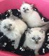 Verbluffende Ragdoll-kittens nu klaar - 0 - Thumbnail