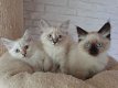 Mooie Siberische kittens te koop - 0 - Thumbnail