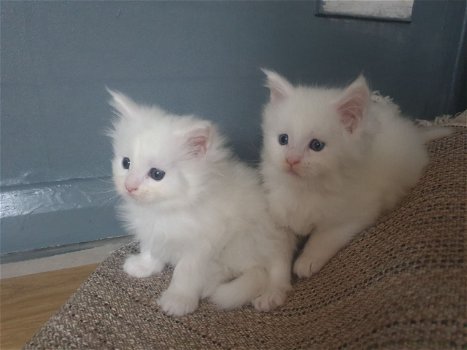 Maine Coon-kittens te koop - 0