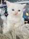 Perzische kittens te koop - 0 - Thumbnail