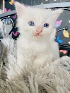 Perzische kittens te koop