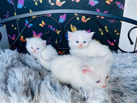 Perzische kittens te koop - 1