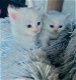 Perzische kittens ter adoptie - 0 - Thumbnail