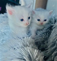 Perzische kittens ter adoptie