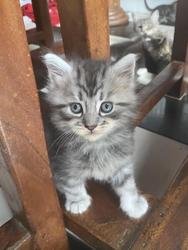 Maine Coon-kittens - 0