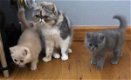 Geweldige Perzische kittens - 0 - Thumbnail