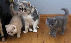 Geweldige Perzische kittens