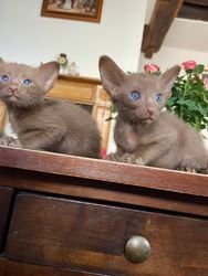 Geregistreerde Oosterse Kittens