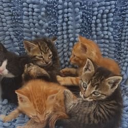 Mooie Noorse kittens - 0