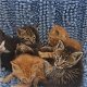 Mooie Noorse kittens - 0 - Thumbnail