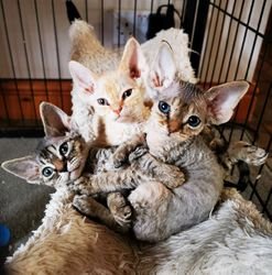 Devon Rex kittens - 0