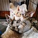 Devon Rex kittens - 0 - Thumbnail