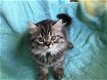Zoete Siberische Kittens - 0 - Thumbnail