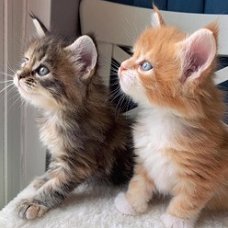 Leuke en schattige Maine coon kittens te koop