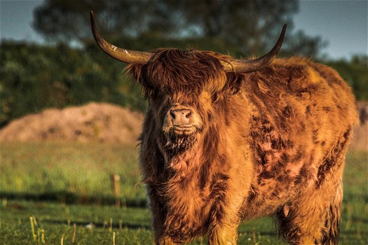 Canvas Schotse Hooglander - 0