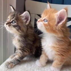 Schattige Maine coon kittens voor adoptie - 0