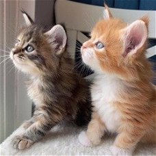Schattige Maine coon kittens voor adoptie